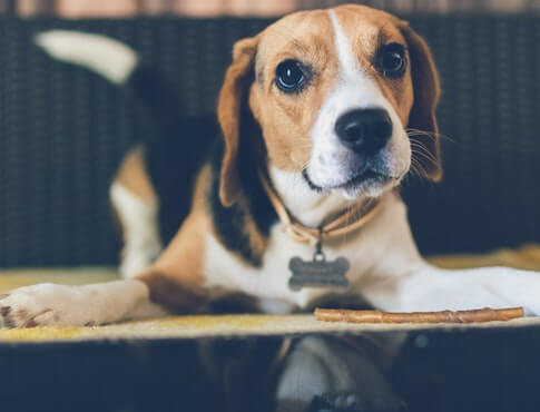 adult beagle dog laying on tan carpet