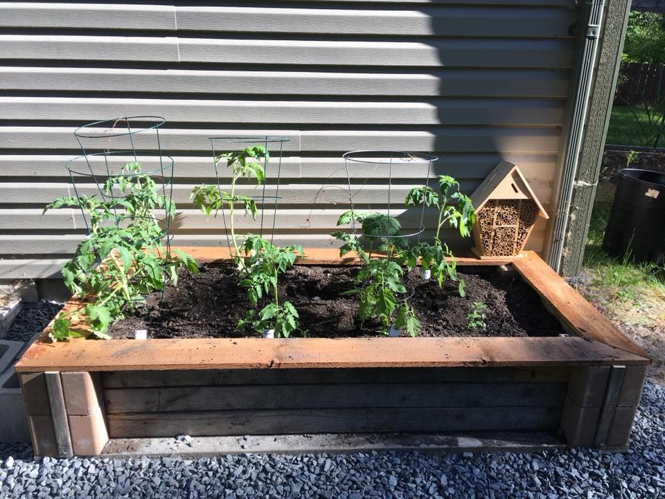 Cinder block raised bed with tomatoes