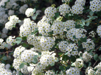 Flower clusters of Vanhoutte spirea (S. x vanhouttei).