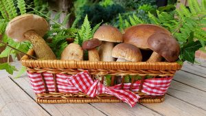 Съедобные и несъедобные грибы, грибы-двойники. 16 видов с названиями и описанием (Фото & Видео) +Отзывы