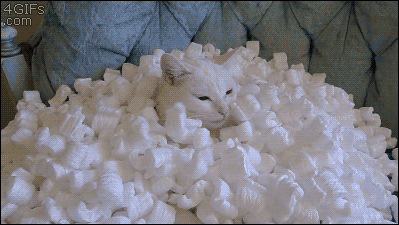 Styrofoam cat