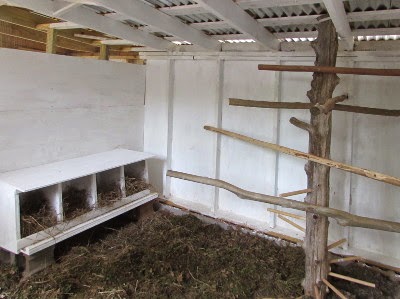 whitewashing inside a chicken coop