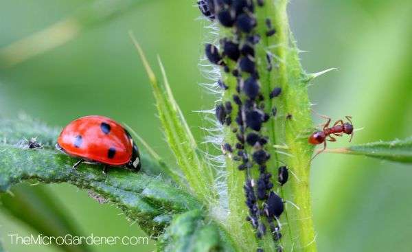 Ants in my Plants, Pots and Soil: Ladybird predator insect in a balanced food fight with one ant protecting many matu