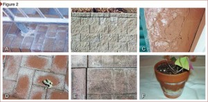 (A) Free salts in the mortar, combined with moisture, produced efflorescence and galvanic action of bare mill finish aluminum. (B) Efflorescence caused by improper drainage and no waterproofing behind the retaining wall. (C) An improper metal canopy tie-in directed moisture to the concrete lintel, causing efflorescence, spalling, and deterioration of attempted repairs. (D) Efflorescence on shaded clay pavers over an unprotected base. (E) Efflorescence mixed with traces of mildew on shaded concrete pavers caused by moisture migrating from the unprotected base. (F) Moisture mixed with the salts in a clay pot planter that was kept in the shade and formed a heavy crust of efflorescence.